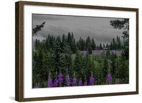 Lupins Near Anchorage, Alaska-Françoise Gaujour-Framed Photographic Print