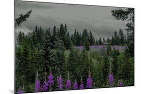 Lupins Near Anchorage, Alaska-Françoise Gaujour-Mounted Photographic Print