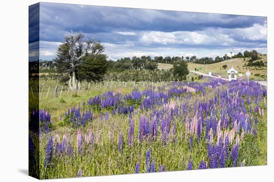 Lupins, Punta Arenas, Tierra Del Fuego, Chile-Peter Groenendijk-Stretched Canvas