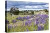 Lupins, Punta Arenas, Tierra Del Fuego, Chile-Peter Groenendijk-Stretched Canvas