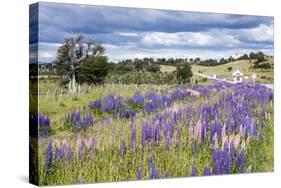 Lupins, Punta Arenas, Tierra Del Fuego, Chile-Peter Groenendijk-Stretched Canvas