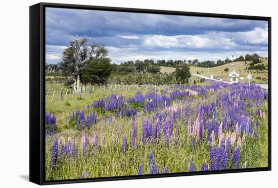 Lupins, Punta Arenas, Tierra Del Fuego, Chile-Peter Groenendijk-Framed Stretched Canvas