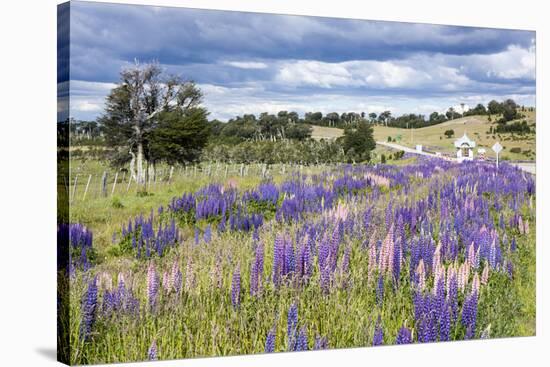 Lupins, Punta Arenas, Tierra Del Fuego, Chile-Peter Groenendijk-Stretched Canvas