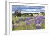 Lupins, Punta Arenas, Tierra Del Fuego, Chile-Peter Groenendijk-Framed Photographic Print