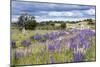 Lupins, Punta Arenas, Tierra Del Fuego, Chile-Peter Groenendijk-Mounted Photographic Print