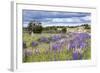 Lupins, Punta Arenas, Tierra Del Fuego, Chile-Peter Groenendijk-Framed Photographic Print