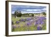 Lupins, Punta Arenas, Tierra Del Fuego, Chile-Peter Groenendijk-Framed Photographic Print