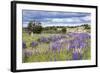 Lupins, Punta Arenas, Tierra Del Fuego, Chile-Peter Groenendijk-Framed Photographic Print