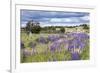 Lupins, Punta Arenas, Tierra Del Fuego, Chile-Peter Groenendijk-Framed Photographic Print