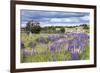 Lupins, Punta Arenas, Tierra Del Fuego, Chile-Peter Groenendijk-Framed Photographic Print