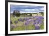 Lupins, Punta Arenas, Tierra Del Fuego, Chile-Peter Groenendijk-Framed Photographic Print