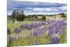 Lupins, Punta Arenas, Tierra Del Fuego, Chile-Peter Groenendijk-Mounted Photographic Print