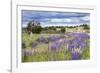 Lupins, Punta Arenas, Tierra Del Fuego, Chile-Peter Groenendijk-Framed Photographic Print