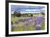 Lupins, Punta Arenas, Tierra Del Fuego, Chile-Peter Groenendijk-Framed Photographic Print