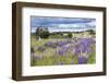 Lupins, Punta Arenas, Tierra Del Fuego, Chile-Peter Groenendijk-Framed Photographic Print