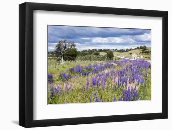 Lupins, Punta Arenas, Tierra Del Fuego, Chile-Peter Groenendijk-Framed Photographic Print