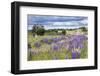 Lupins, Punta Arenas, Tierra Del Fuego, Chile-Peter Groenendijk-Framed Photographic Print