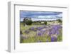 Lupins, Punta Arenas, Tierra Del Fuego, Chile-Peter Groenendijk-Framed Photographic Print