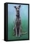 Lurcher Jaeger-Karie-Ann Cooper-Framed Stretched Canvas