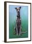 Lurcher Jaeger-Karie-Ann Cooper-Framed Giclee Print