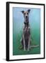 Lurcher Jaeger-Karie-Ann Cooper-Framed Giclee Print