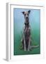 Lurcher Jaeger-Karie-Ann Cooper-Framed Giclee Print