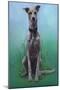 Lurcher Jaeger-Karie-Ann Cooper-Mounted Giclee Print