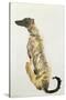 Lurcher Sitting, 1988-Lucy Willis-Stretched Canvas