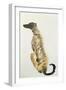 Lurcher Sitting, 1988-Lucy Willis-Framed Giclee Print