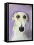 Lurcher-Sally Muir-Framed Stretched Canvas