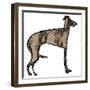 Lurcher-Sarah Thompson-Engels-Framed Giclee Print