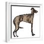 Lurcher-Sarah Thompson-Engels-Framed Giclee Print