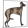 Lurcher-Sarah Thompson-Engels-Mounted Giclee Print