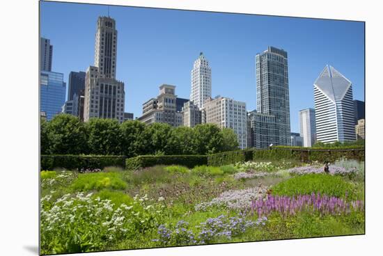 Lurie Garden in Millennium Park, Chicago, with Michigan Avenue Skyline-Alan Klehr-Mounted Premium Photographic Print