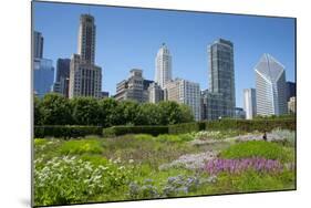 Lurie Garden in Millennium Park, Chicago, with Michigan Avenue Skyline-Alan Klehr-Mounted Photographic Print