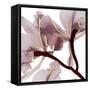 Luscious Bouquet 2-Albert Koetsier-Framed Stretched Canvas