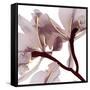 Luscious Bouquet 2-Albert Koetsier-Framed Stretched Canvas