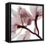 Luscious Bouquet 2-Albert Koetsier-Framed Stretched Canvas