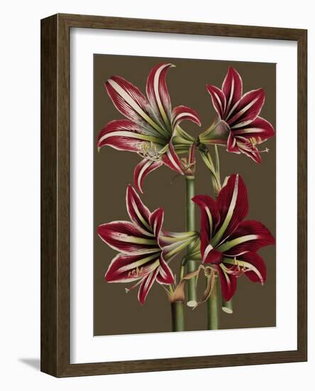 Lush Amaryllis I-Van Houtt-Framed Art Print