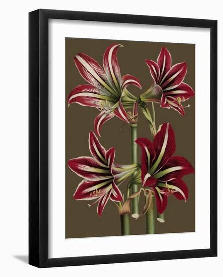 Lush Amaryllis I-Van Houtt-Framed Art Print