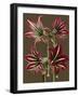 Lush Amaryllis I-Van Houtt-Framed Art Print