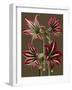 Lush Amaryllis I-Van Houtt-Framed Art Print