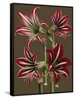 Lush Amaryllis I-Van Houtt-Framed Stretched Canvas