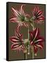 Lush Amaryllis I-Van Houtt-Framed Stretched Canvas