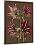 Lush Amaryllis I-Van Houtt-Framed Art Print