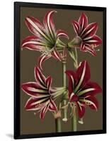 Lush Amaryllis I-Van Houtt-Framed Art Print