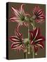 Lush Amaryllis I-Van Houtt-Stretched Canvas