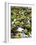 Lush Area with Small Creek, Olympic National Park, Washington, USA-Tom Norring-Framed Photographic Print