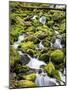 Lush Area with Small Creek, Olympic National Park, Washington, USA-Tom Norring-Mounted Photographic Print