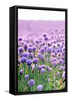 Lush Blooming Chives Field-cmfotoworks-Framed Stretched Canvas